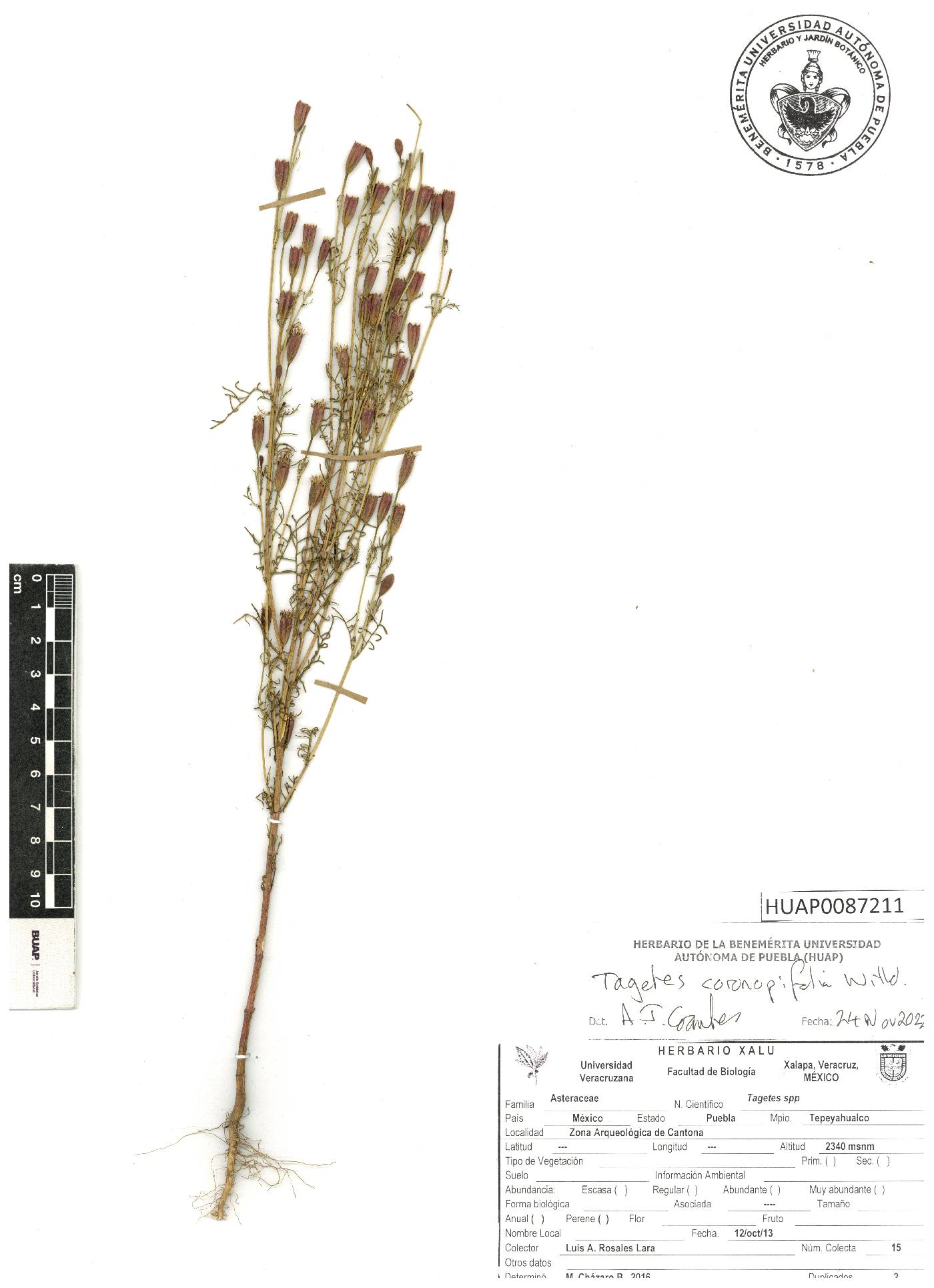 Tagetes coronopifolia image