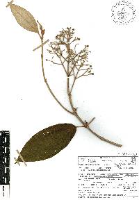 Miconia xalapensis image