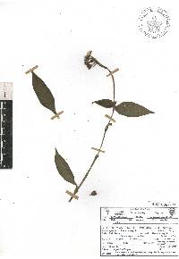 Tinantia erecta image