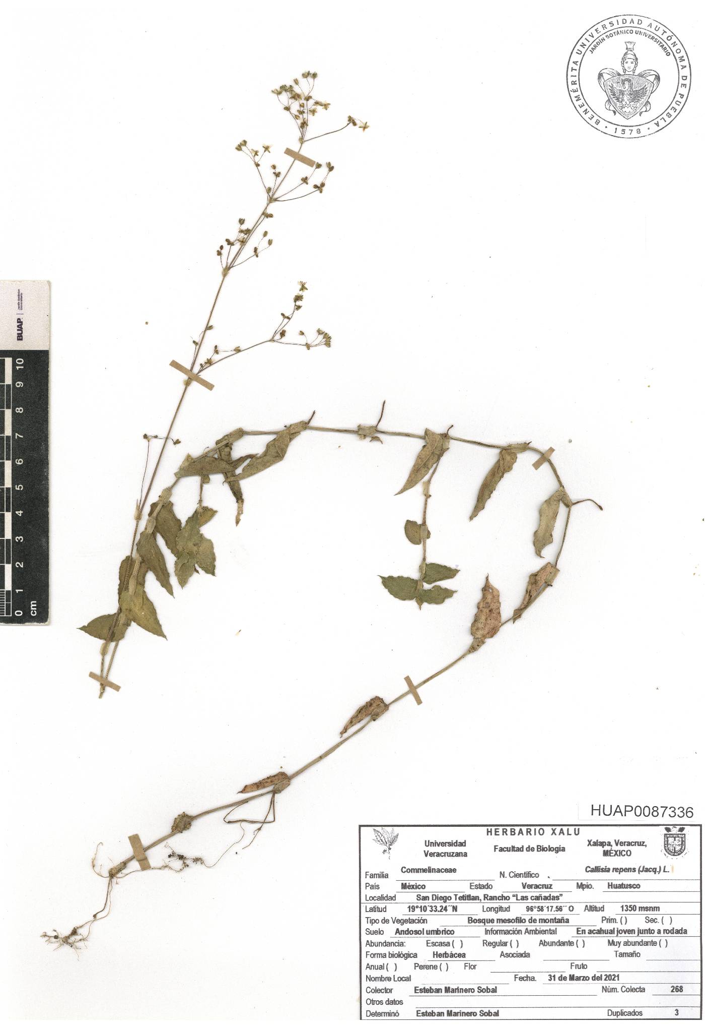 Callisia repens image