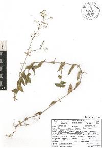 Callisia repens image