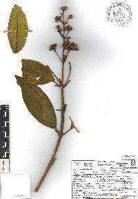 Miconia subhirsuta image