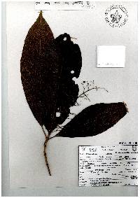 Miconia trinervia image