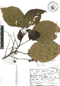 Alchornea latifolia image