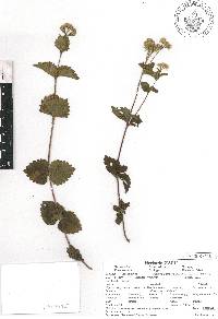 Ageratina chazaroana image