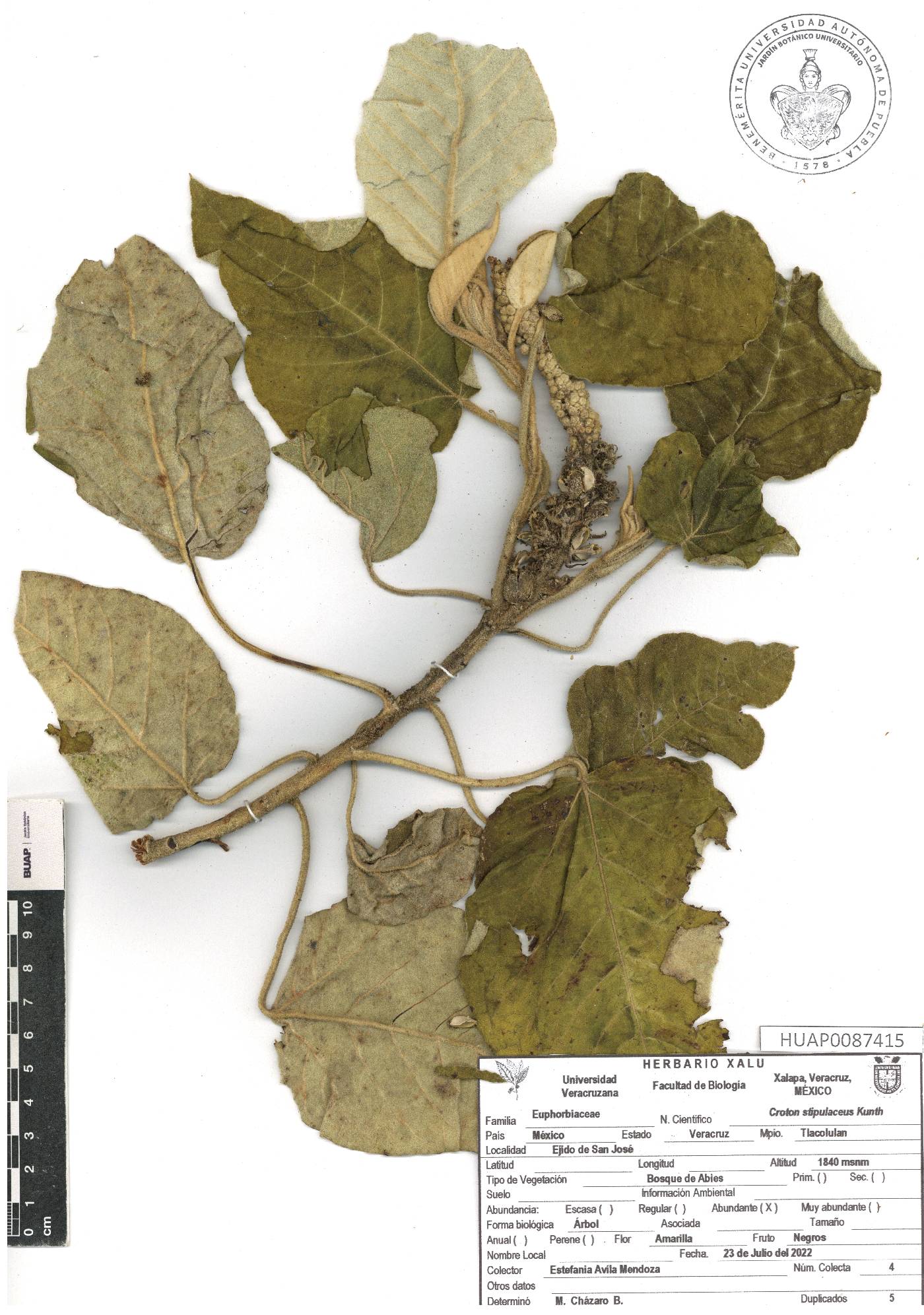 Croton stipulaceus image