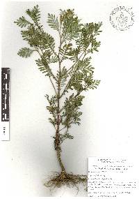 Tagetes filifolia image