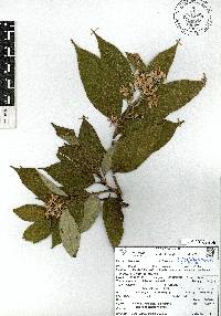 Trichospermum mexicanum image