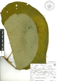 Lepianthes peltata image