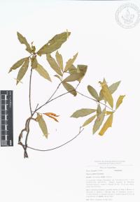 Quercus affinis image