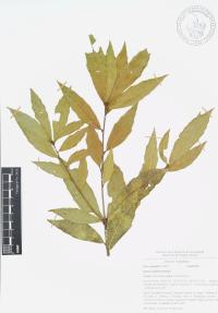 Quercus affinis image