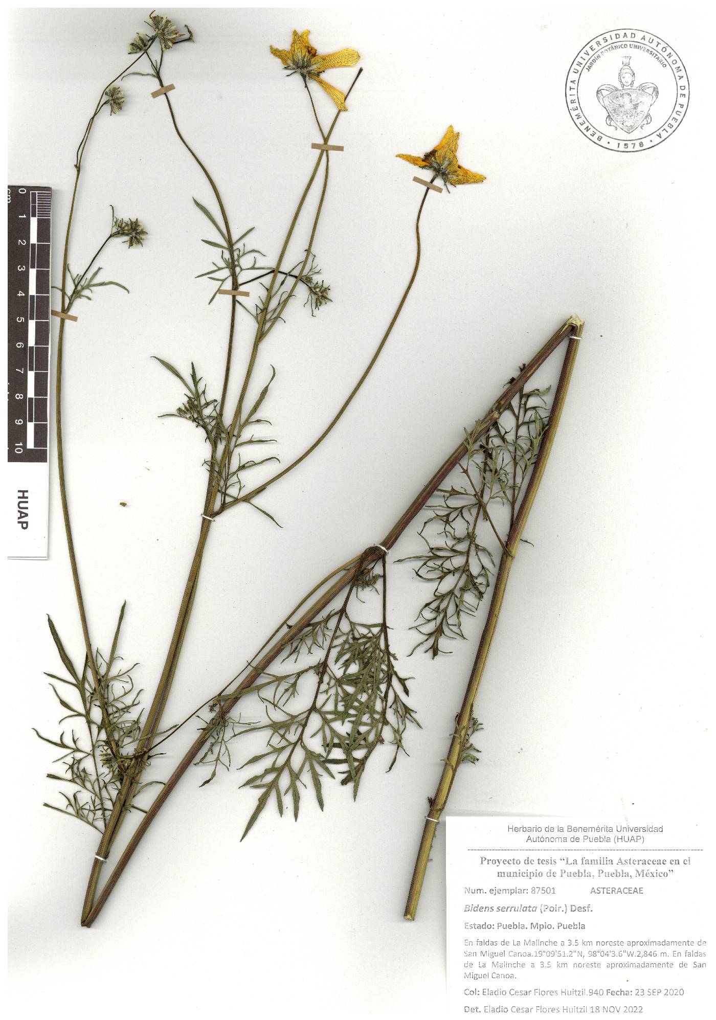 Bidens serrulata image