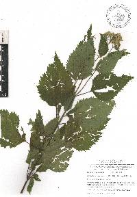 Ageratina pazcuarensis image