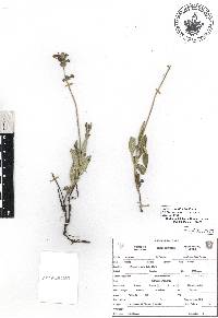 Salvia prunelloides image