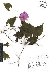 Ipomoea purga image