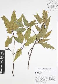 Quercus canbyi image