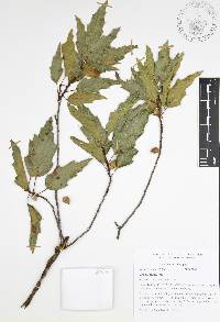 Quercus canbyi image