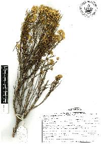 Gundlachia diffusa image