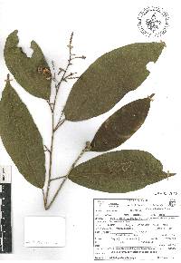 Croton schiedeanus image