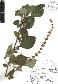 Salvia tiliifolia image