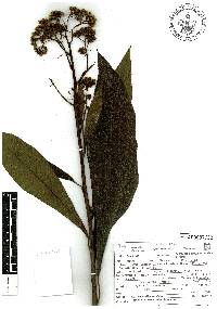 Neurolaena macrocephala image