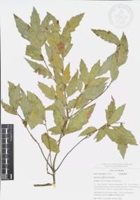 Quercus affinis image