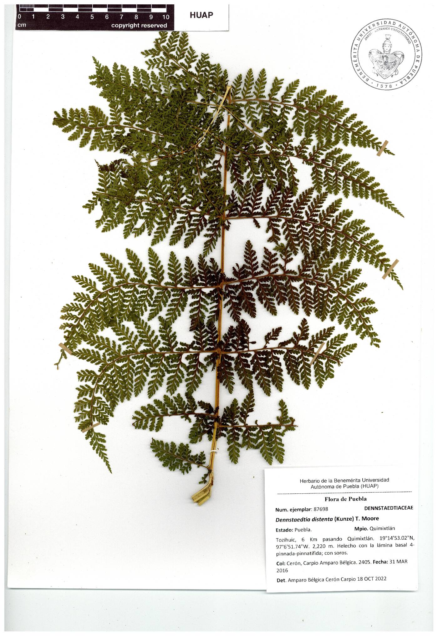 Dennstaedtia distenta image