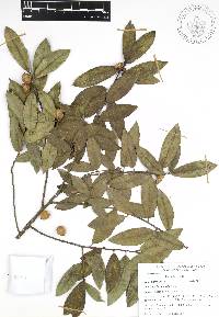 Quercus acherdophylla image