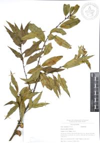 Quercus affinis image