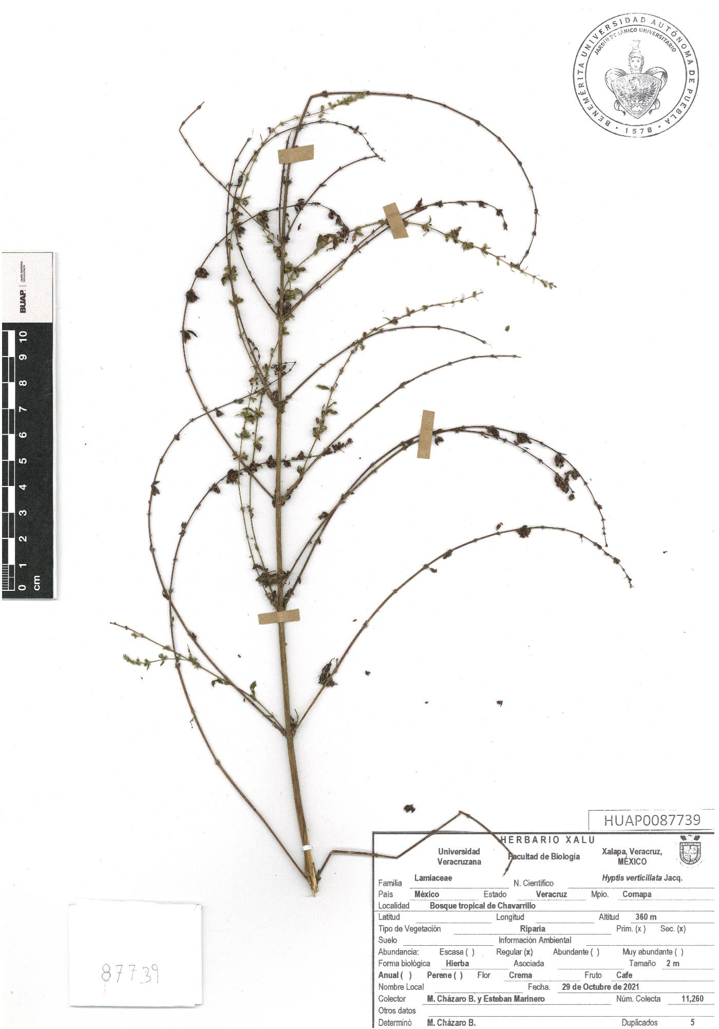 Condea verticillata image