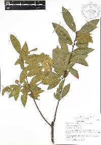 Quercus acherdophylla image