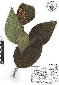 Miconia sylvatica image