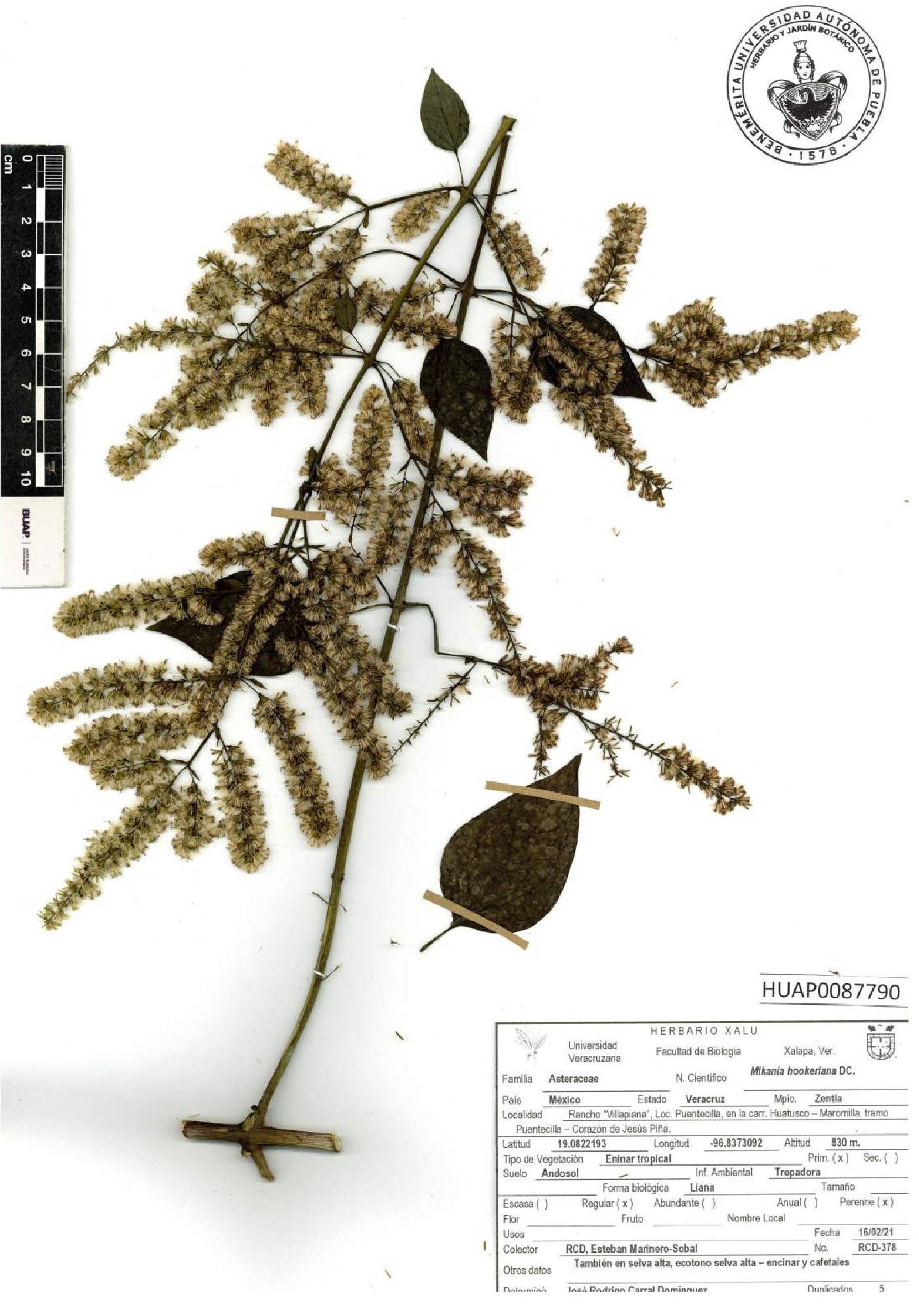 Mikania houstoniana image