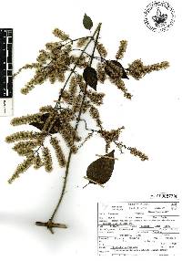 Mikania houstoniana image