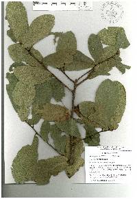 Quercus castanea image