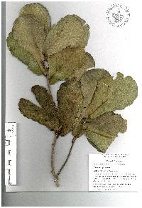 Quercus rugosa image