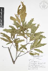 Quercus canbyi image