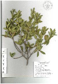 Quercus pringlei image