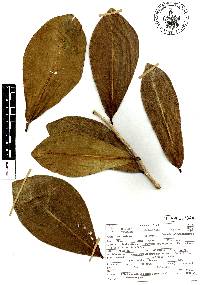 Souroubea exauriculata image