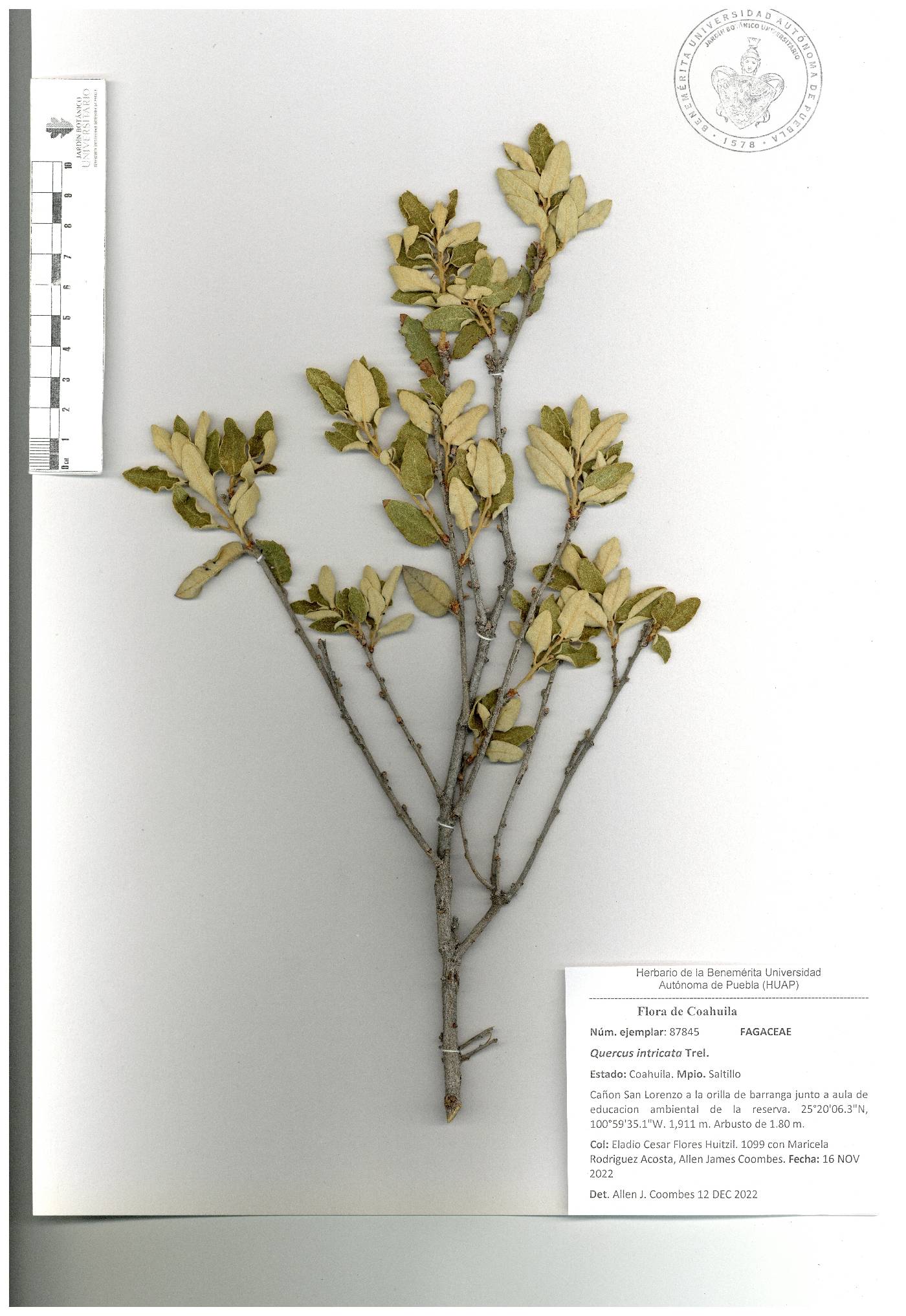 Quercus intricata image