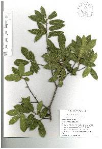 Quercus saltillensis image