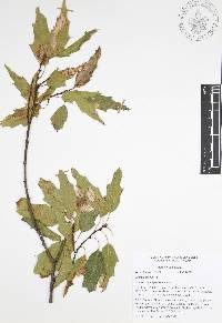 Quercus canbyi image