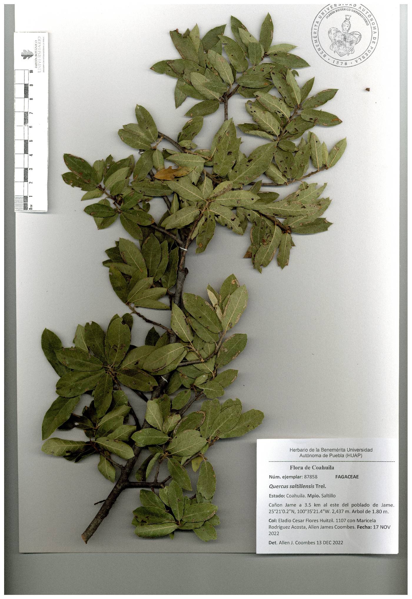 Quercus saltillensis image