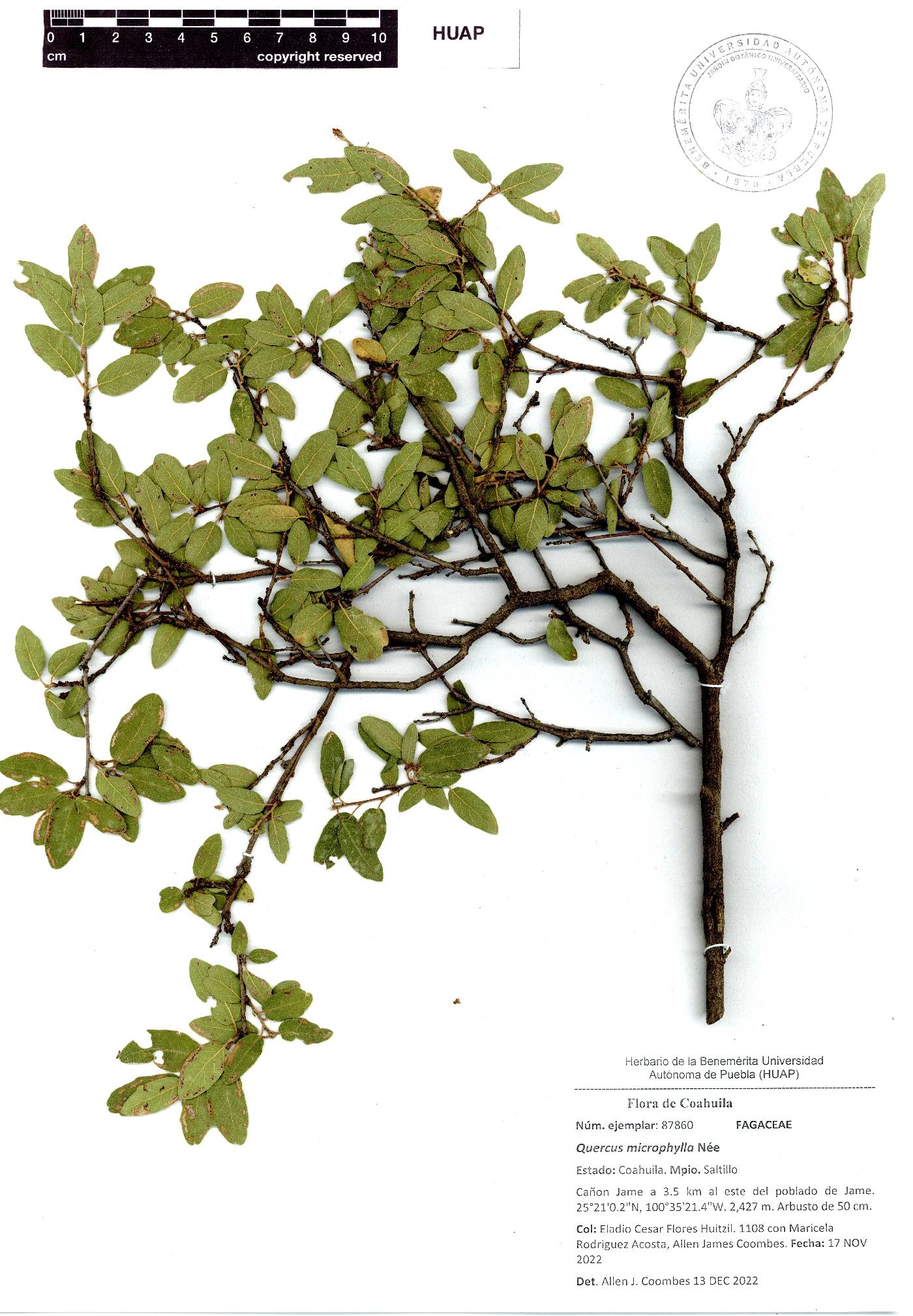 Quercus microphylla image