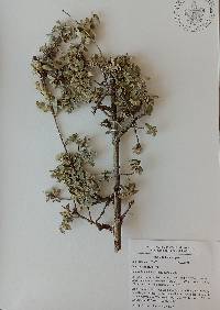 Quercus cordifolia image