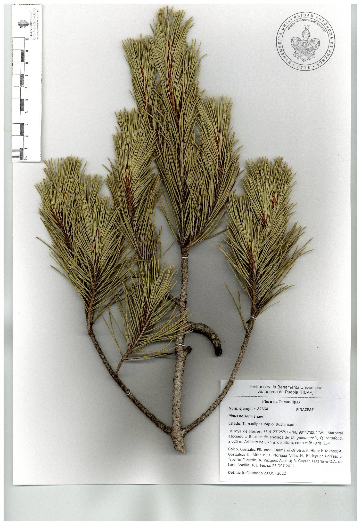 Pinus nelsonii image
