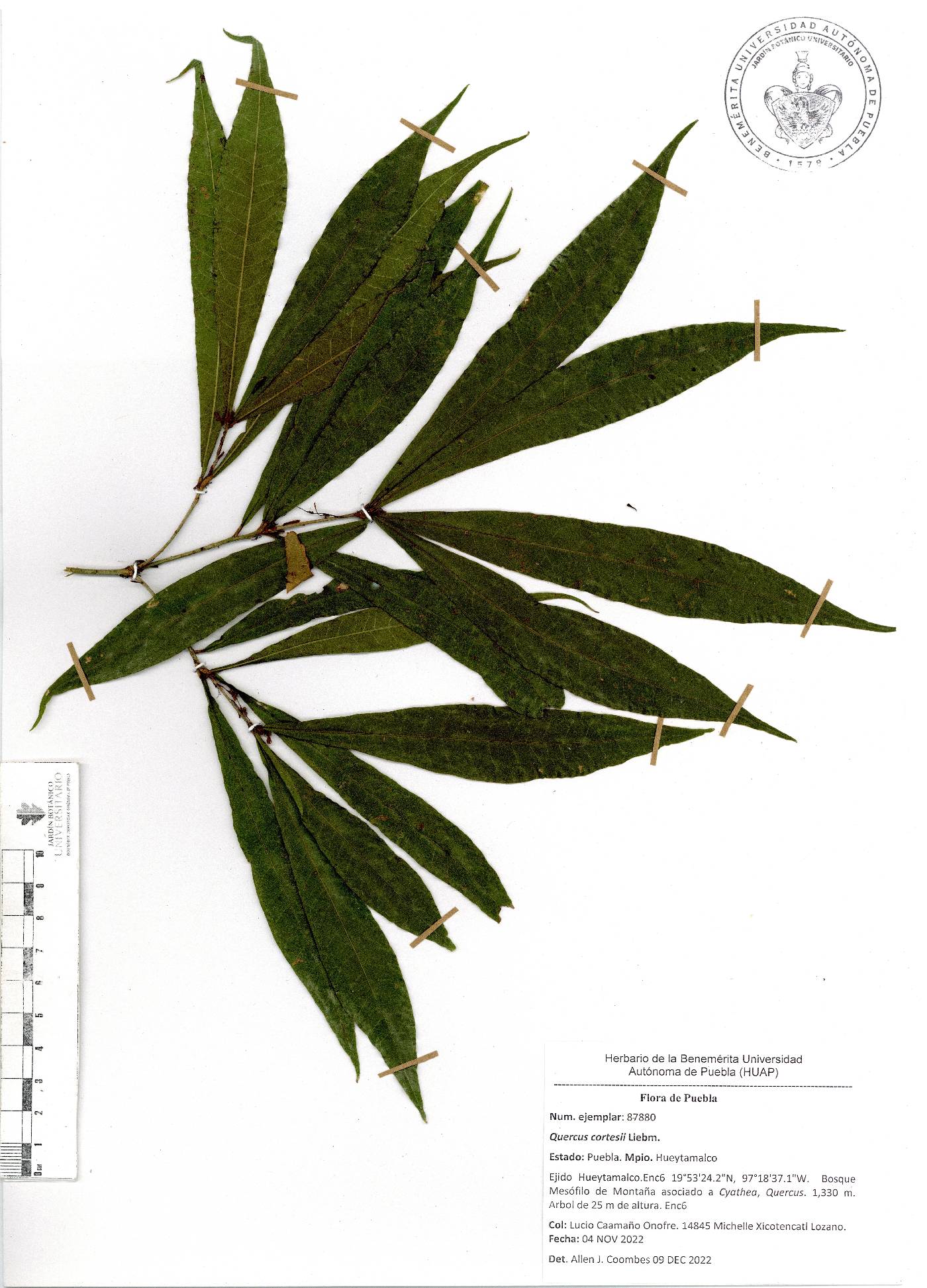 Quercus cortesii image