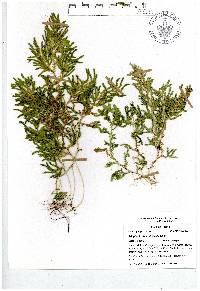 Selaginella stenophylla image