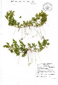 Selaginella stenophylla image