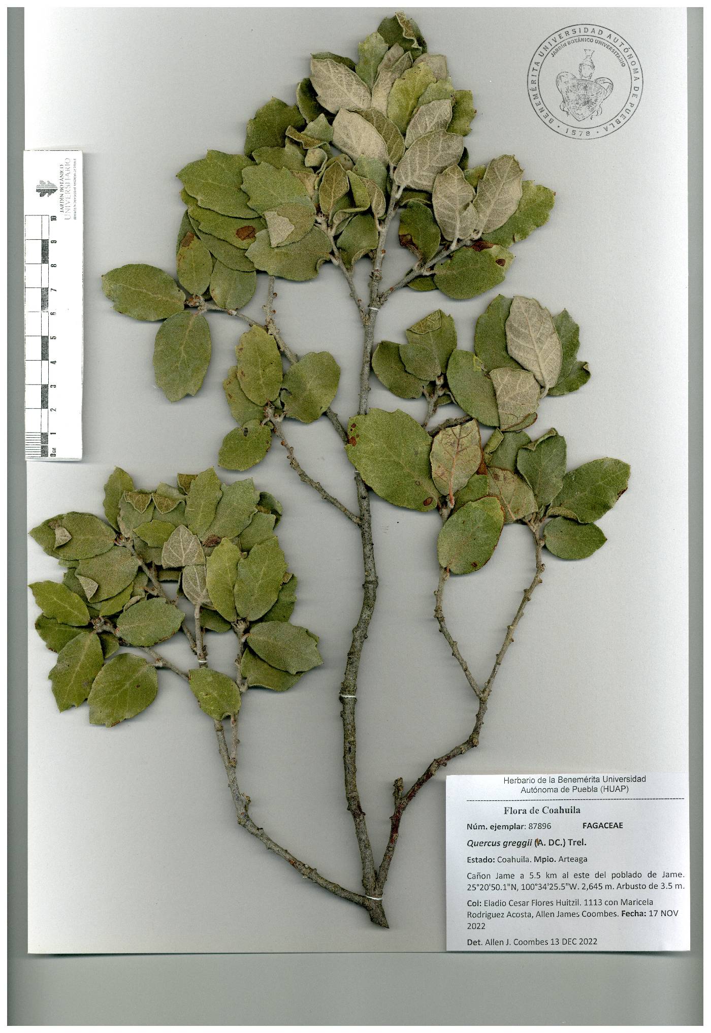 Quercus greggii image